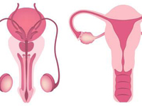 Advanced Research Areas in Reproductive System